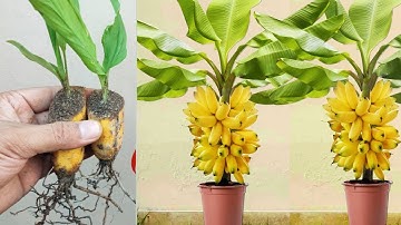 Great Technique For Grafting Banana Tree Growing fast with Aloe Vera | How To growing Banana trees