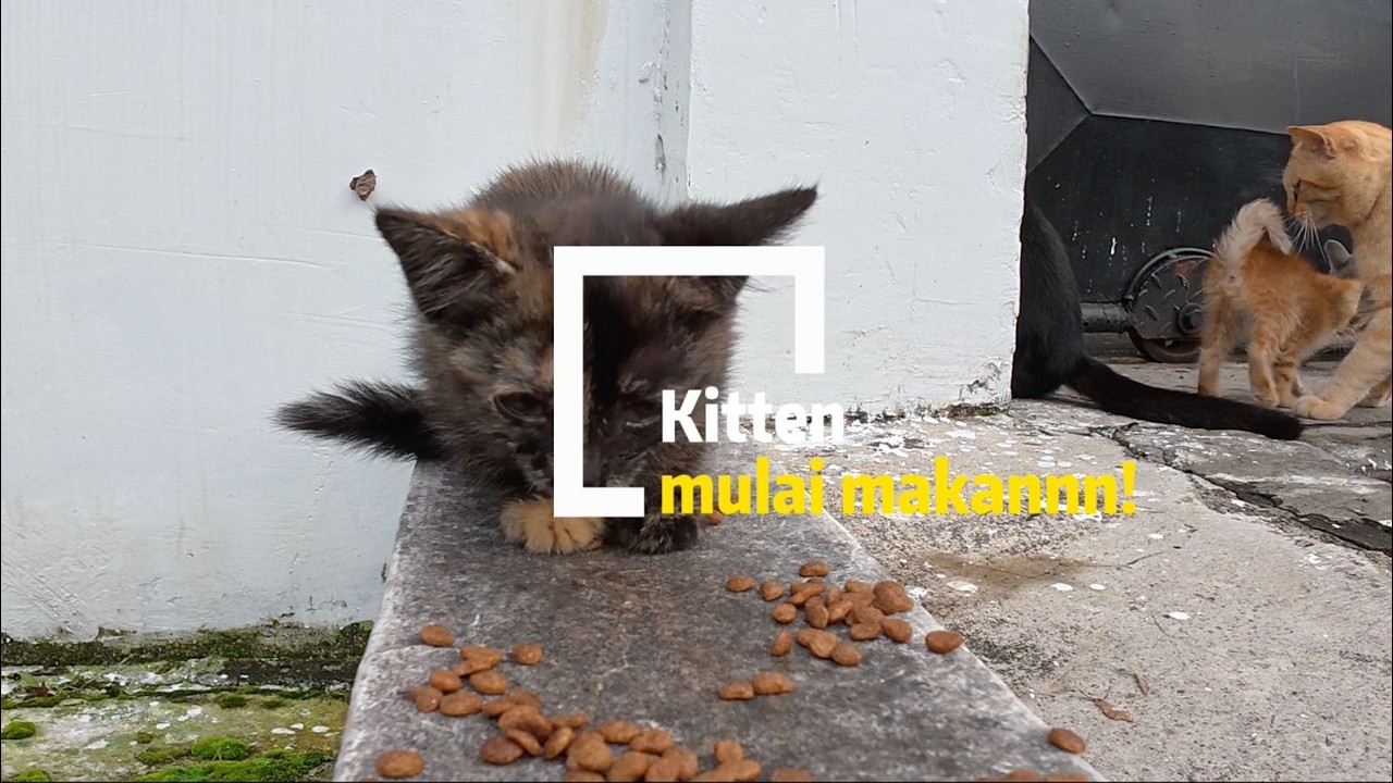 Kitten ikut sarapan di Cat Schooling! | Apakah kitten Roti graduation?