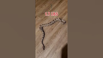 Ball Python 3 Year Timelapse #reptiles #ballpython #timelapse #snake