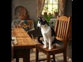 The Guardian Cat and the Hungry Rat — A Kitchen Showdown!