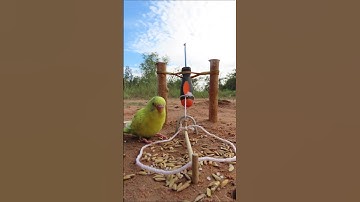 Create Bird Trap Technique - Prrot Trap #creative bird trap #shorts