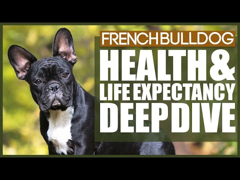 Video: French Bulldog Breed Dog Breed Hypoallergenic, Health And Life Span