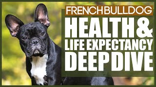 FRENCH BULLDOG HEALTH AND LIFE EXPECTANCY