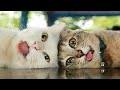 😻котики! Funny Cats! TOP подборка!