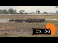 Buffalo hunt with Double Rifle in the Caprivi (Part 1), Ep. 56