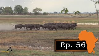 Buffalo hunt with Double Rifle in the Caprivi (Part 1), Ep. 56