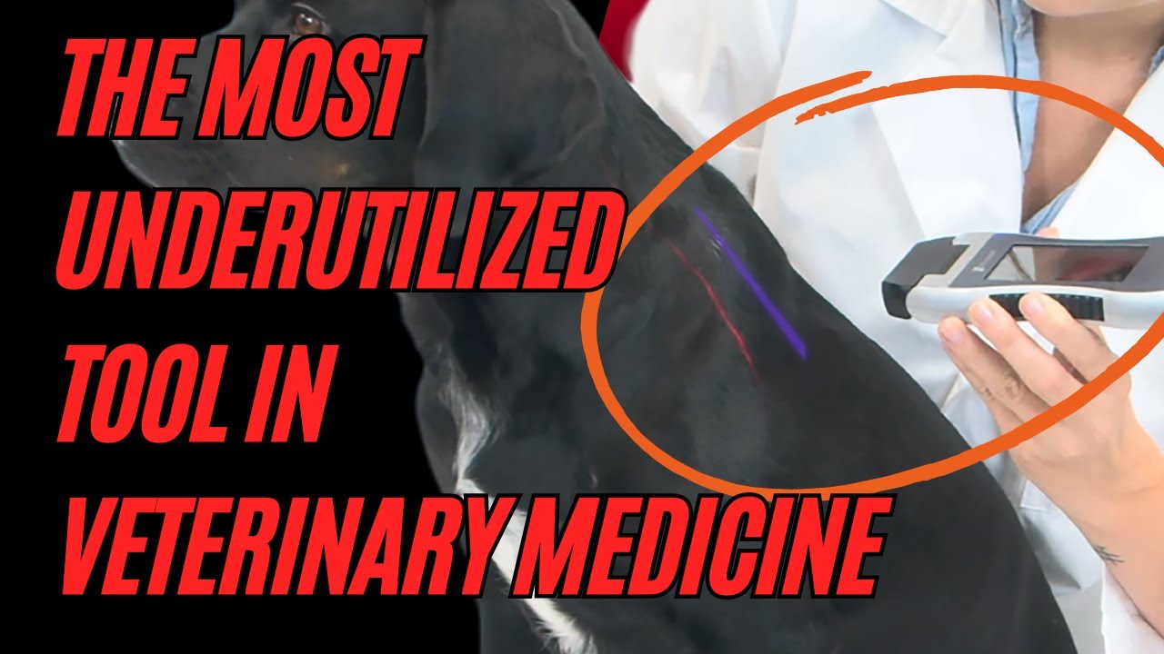 The Most Underutilized Tool in Veterinary Medicine | The Erchonia ...