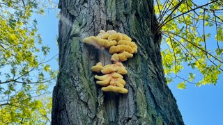 Mushrooms on a Tree #shorts