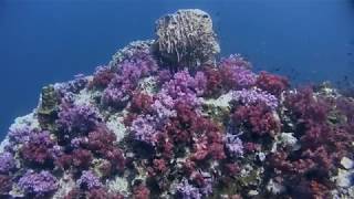 Soft Coral Serenity at Shark Point, Phuket, Thailand screenshot 2
