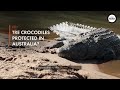 Crocodiles: 5 Shocking Facts About This Ancient Animal