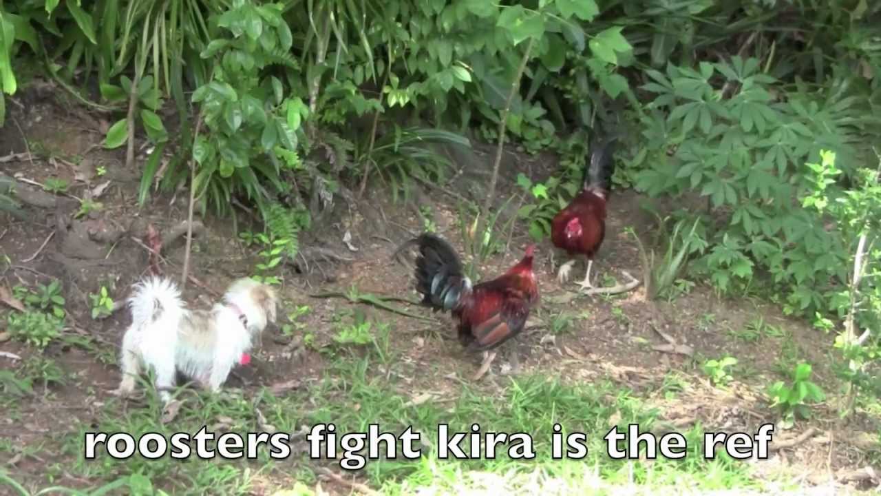 roosters fighting YouTube