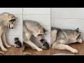 Большая Хаски согрела котёнка! Смешные моменты с животными из Тик Ток