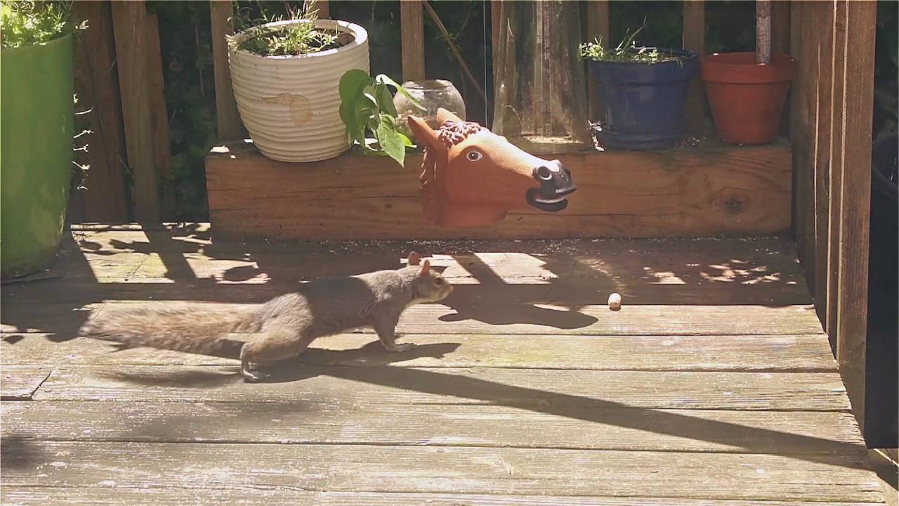 Horse Head Squirrel Feeder YouTube