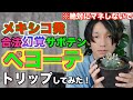 合法幻覚サボテン”ペヨーテ”食べてトリップしてみた！