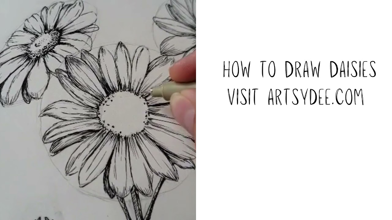 AUDIO: To Draw - English Daisies