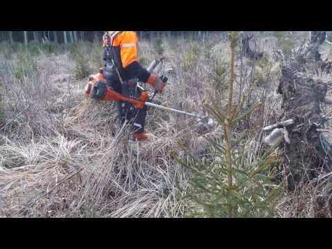 Taimikon raivausta- husqvarna 545 fx