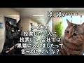 【闇が深い】社会人の選挙あるある【猫ミーム】
