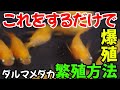 【繁殖方法】ダルマメダカの作り方とその卵・針子・稚魚の管理方法のコツ