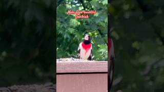 Handsome boy! #bird #shorts #migration #nature #foryou #shortvideo #birdwatching #shortsvideo
