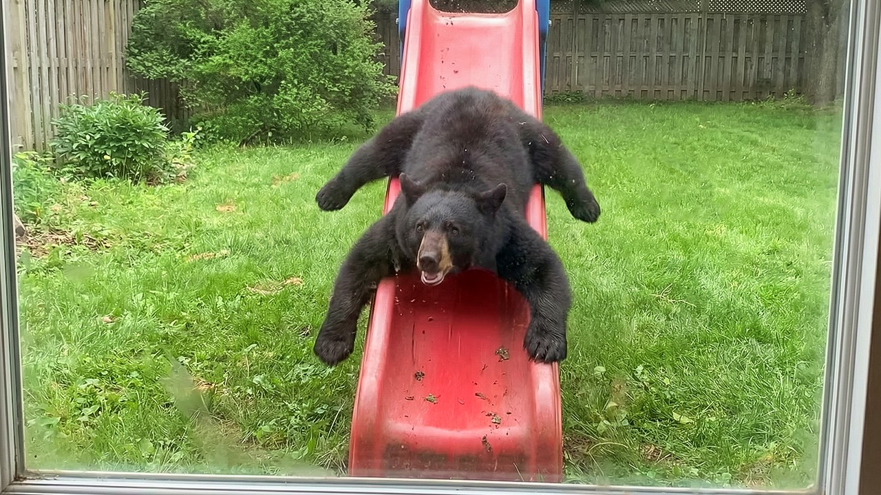 When Animals Think No One’s Watching 😂 Backyard Edition