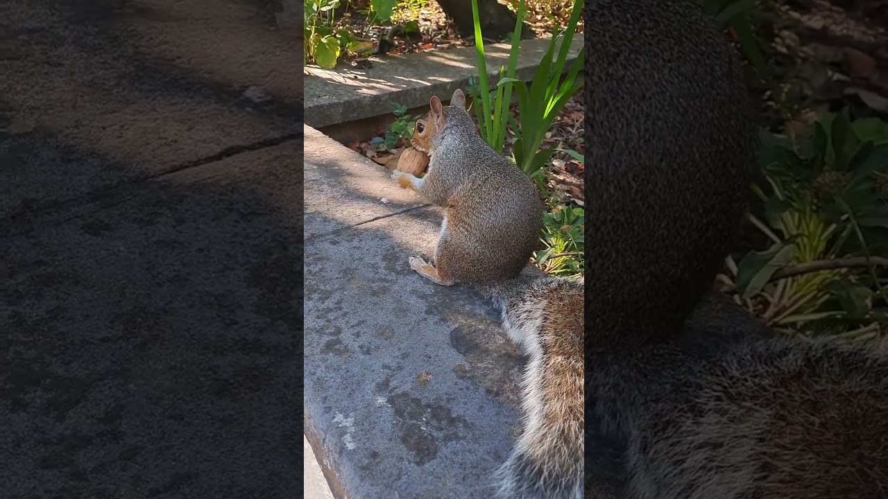 Meeting New Friends 🐿 
