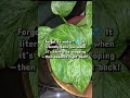 Why the Pothos is the GOAT for beginners 👑 #shortvideo #plants #beginners