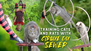 Watch the Trained Rats and Cats of Cirque du Sewer!
