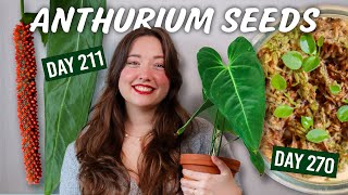 Easy Anthurium Pollination & Seeds Guide