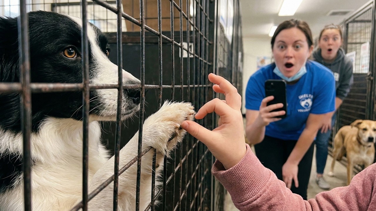 A Deaf 5-Year-Old Signed to Every Shelter Dog... Only ONE Understood Her 😭💔