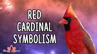 Red Cardinal Symbolism and Meaning