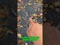 #goldrush 2025 Prospecting for placer gold in black sand it truly is the perfect material!