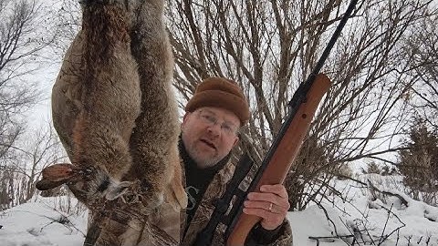 A Few Tips for Hunting Cottontail Rabbit 🐇