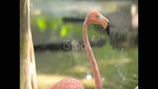 flamingo in rain day, vs girl and a pelican. screenshot 5