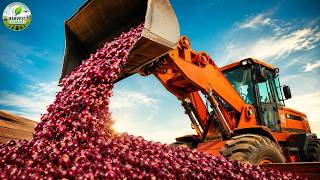 How Millions of Onions Are Harvested and Processed Every Year  Modern Onion Farming Documentary