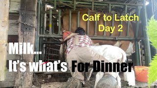 Getting a Calf to Nurse day 3 pt 1