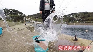 驚異！堤防からテンヤで大型3匹ひらめ釣る(497話目)