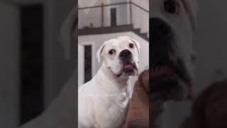 Remote Prank on Mom by Layla The Boxer 129,142 views 4 weeks ago 1 minute, 57 seconds