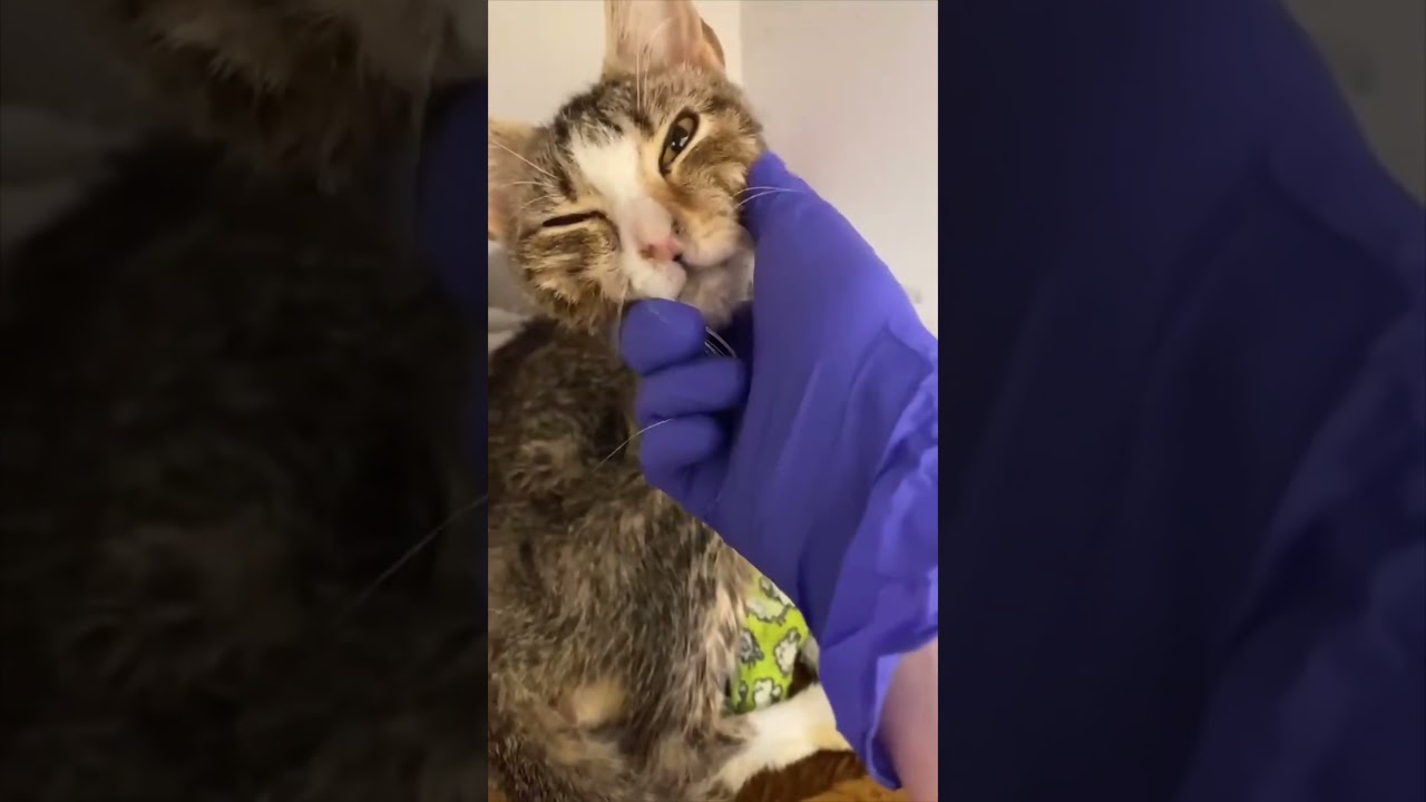 Check out ​⁠The Cats At Longstreet!! 