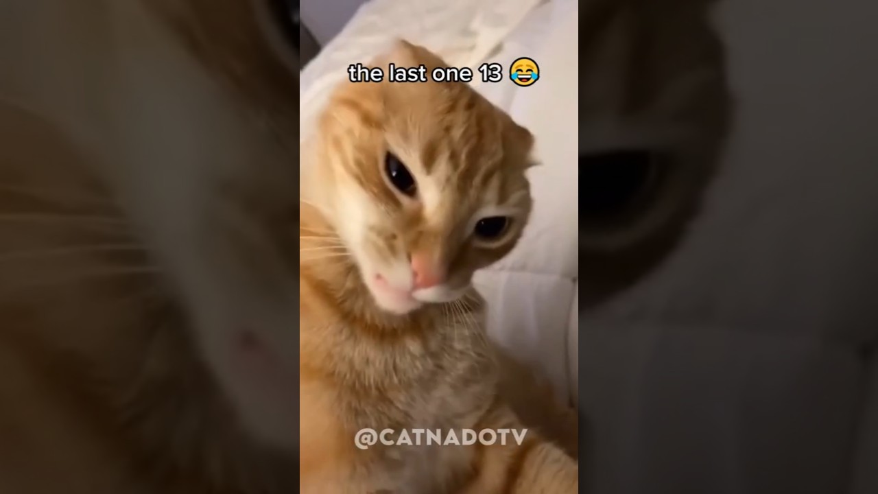 funny cat videos 😂😂😂