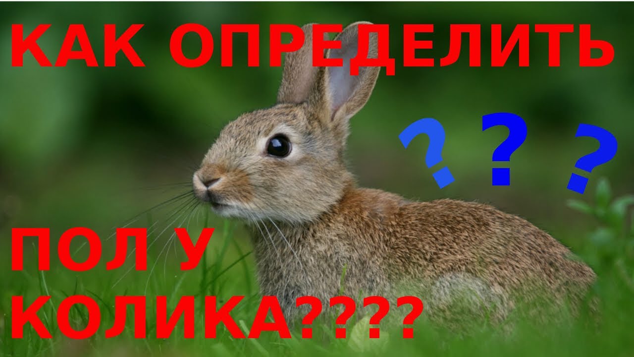 Мальчик или девочка? Как определить пол у кролика.🐇
