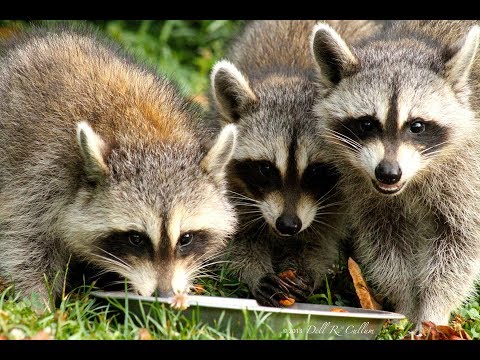 IN 24 Episode Twenty Four: Opossum & Raccoon Spring Special 2019