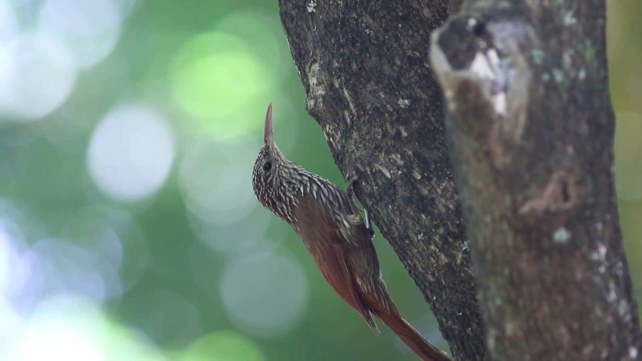 Streak-headed Woodcreeper (Lepidocolaptes souleyetii)