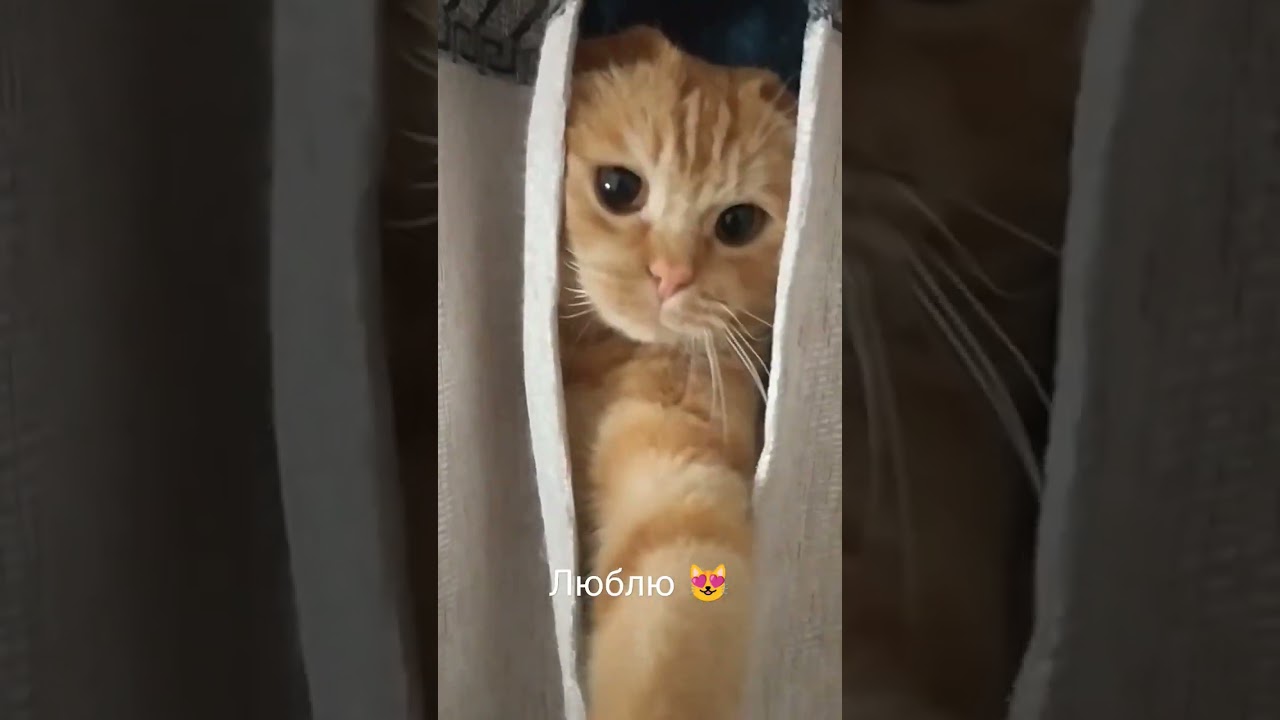 Давай уже просыпайся 😸 