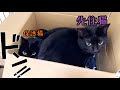 出会って5秒で先住黒猫が保護黒猫に乗りました!