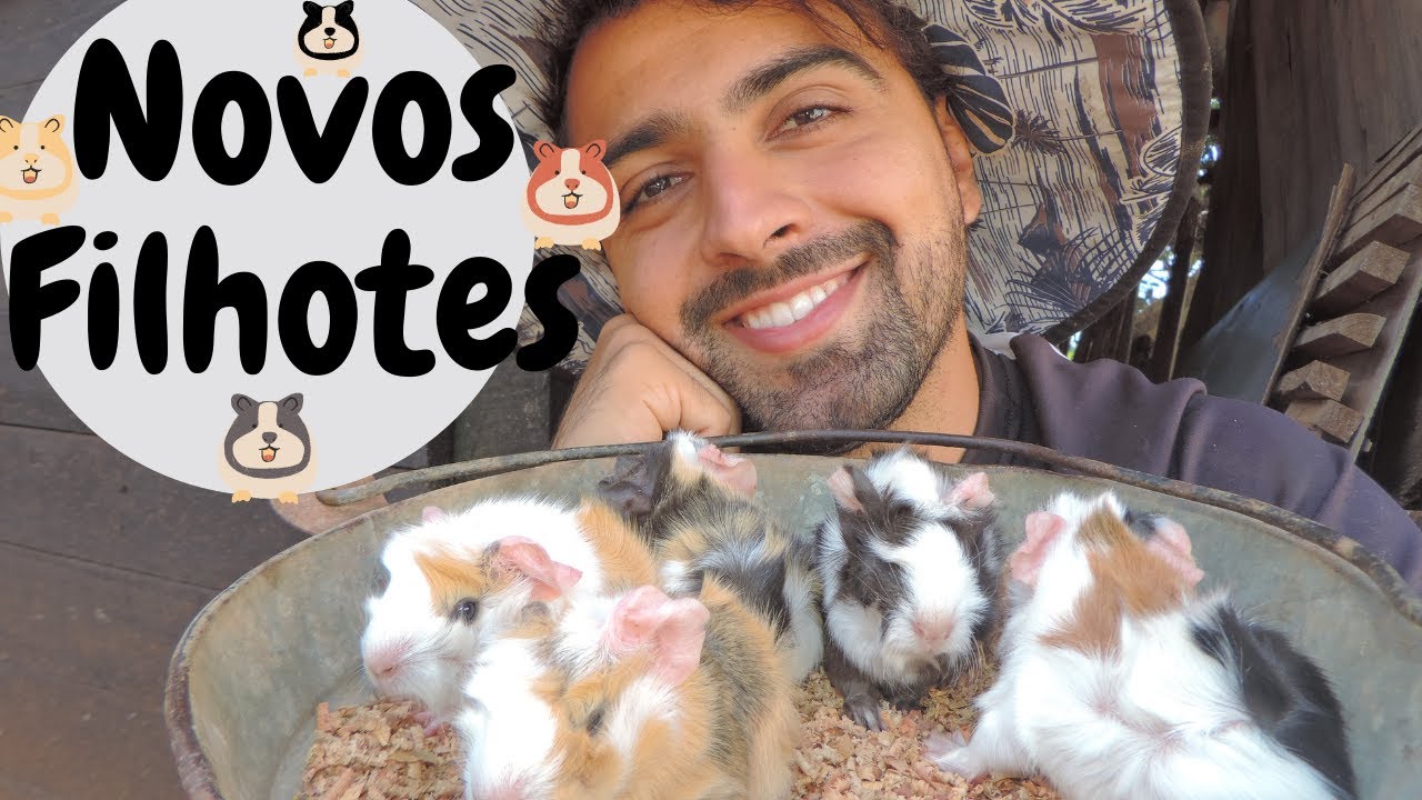 Nasceram os Porquinhos da Índia | Gutejando