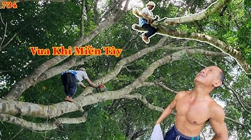 Vua Khỉ Miền Tây cưa xử lý nhánh cây Xà Cừ có sự đò.n bẫy mạnh như thế nào ? Cutting nacre tree .