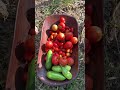 Sauce Anyone Garden Tomato Marina Shorts Sauce Anyone Garden Tomato Marina Shorts