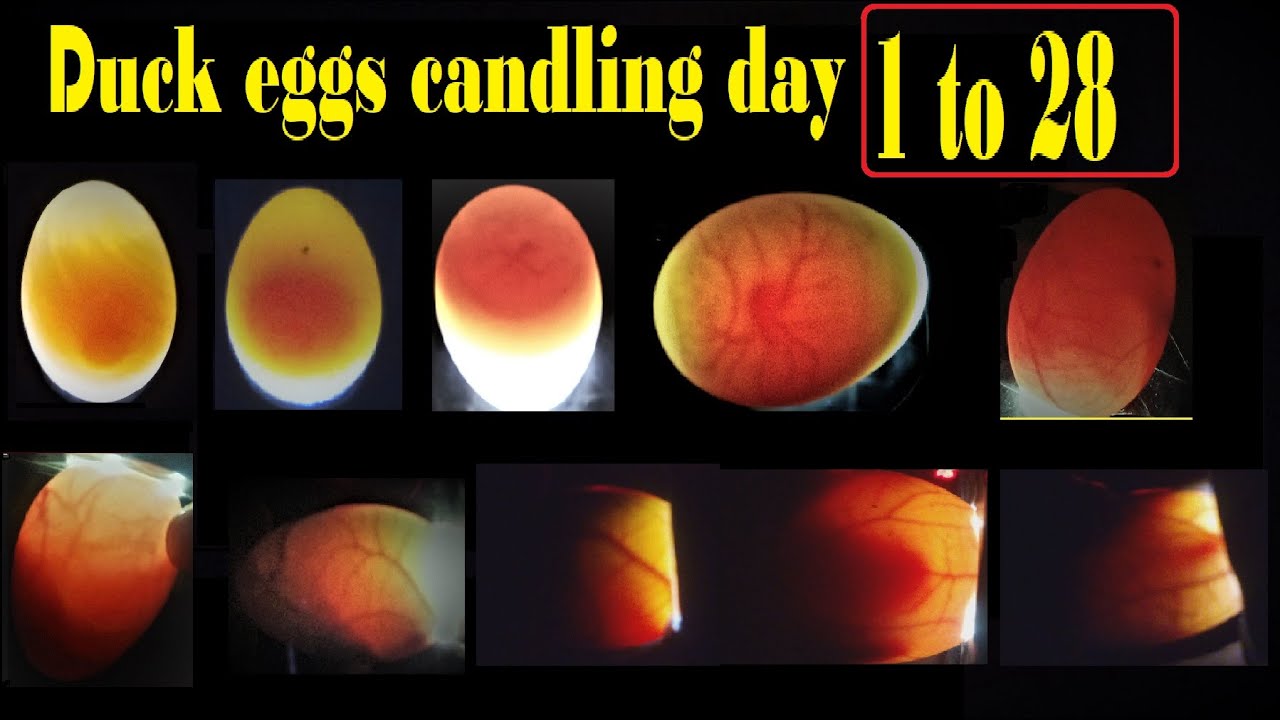 Candling Muscovy Duck Eggs - greencamiljo