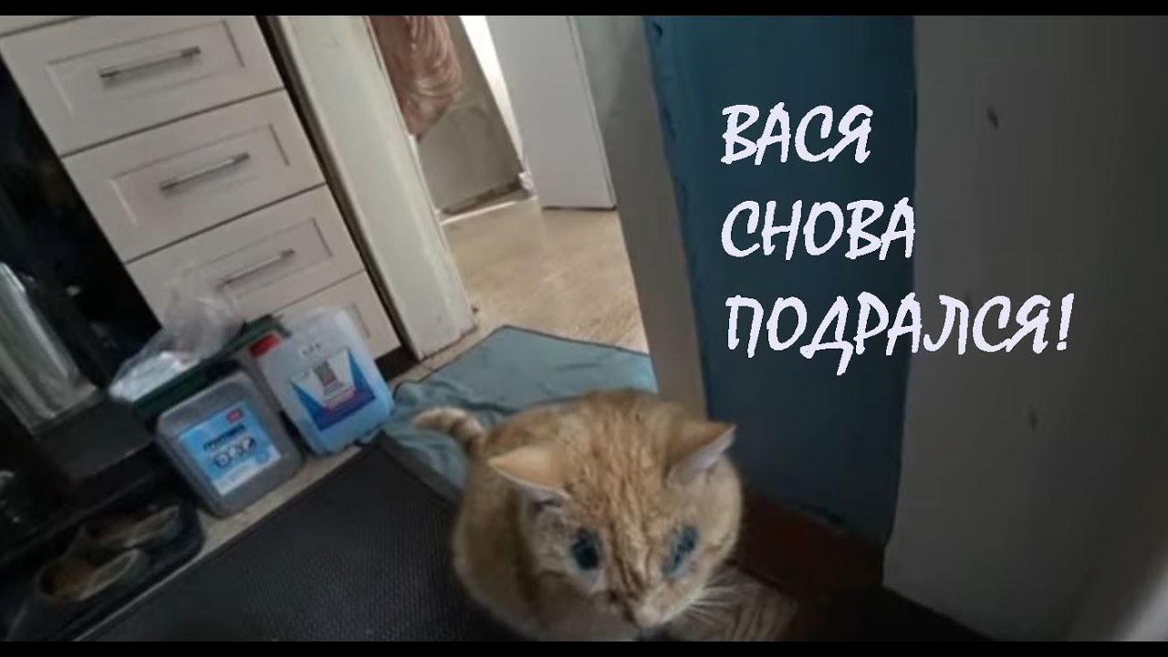 Крокодил Вася теперь зеленый РЕЦЕПТ вкусного ДОМАШНЕГО ХЛЕБА Отдых от ремонта_14.01.2026