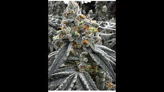 Salt Run. Ambrosia Cropz Vs Drip Hydro room to room comparison. wk9